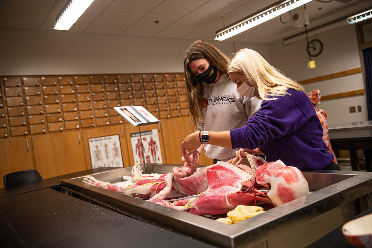 two anatomy students working in a lab