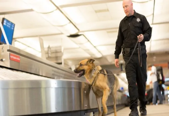 Policeman and police dog by an airport baggage claim.