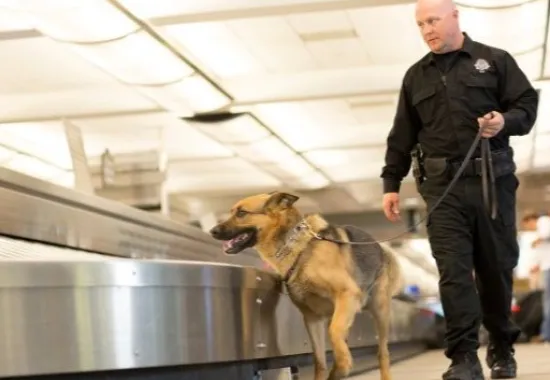 Policeman and police dog by an airport baggage claim.